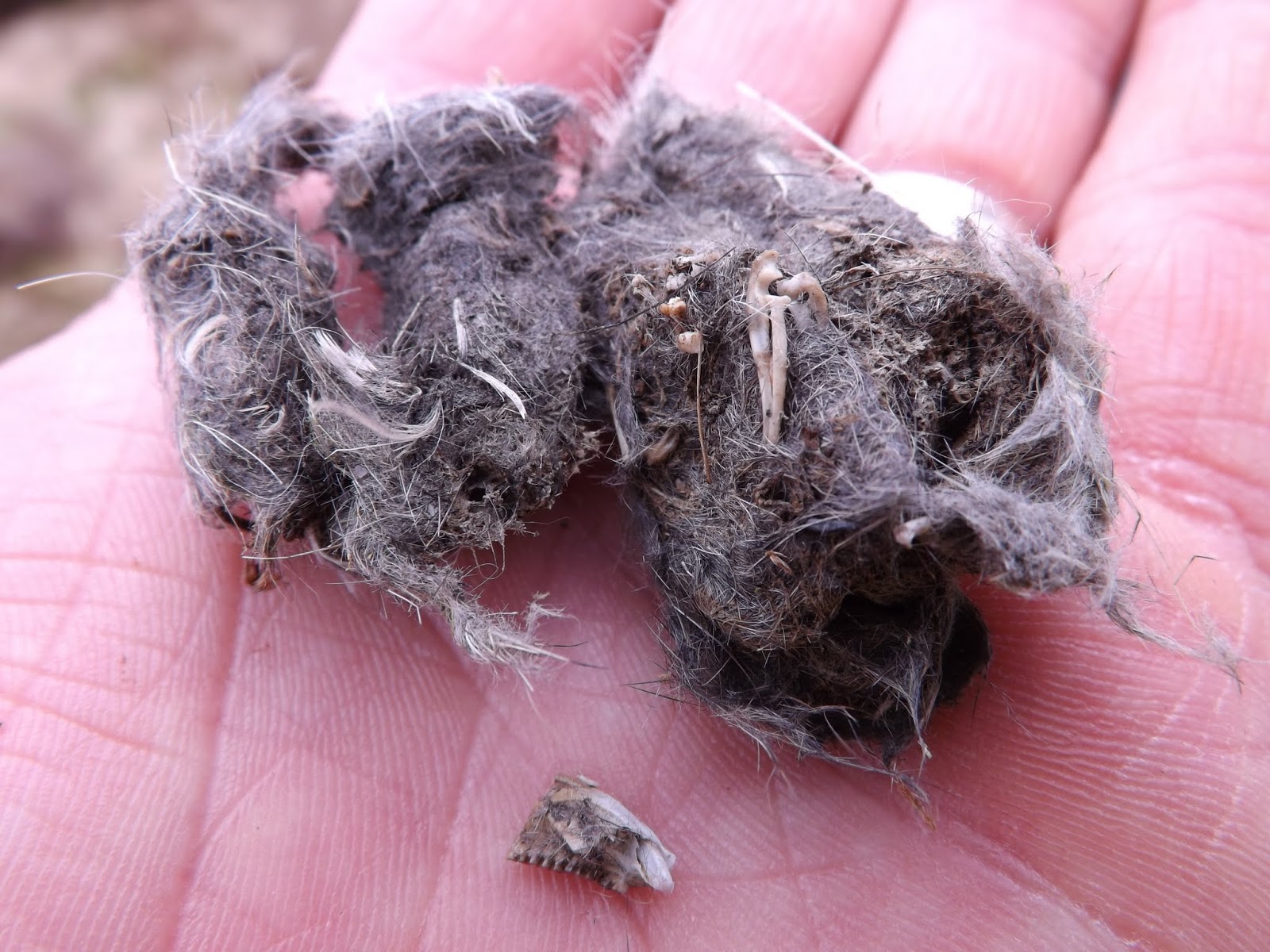 Bushcraft Education : Bushcraft Babies; Owl Pellets